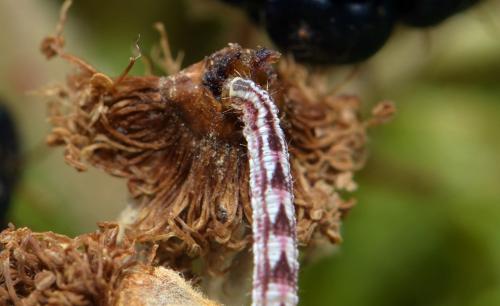 Réf. 214 018 : Gymnoscelis rufifasciata